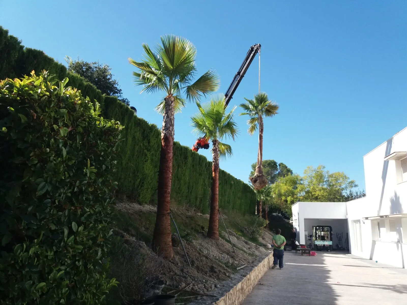 Trasplante de palmeras y olivos ejemplares
