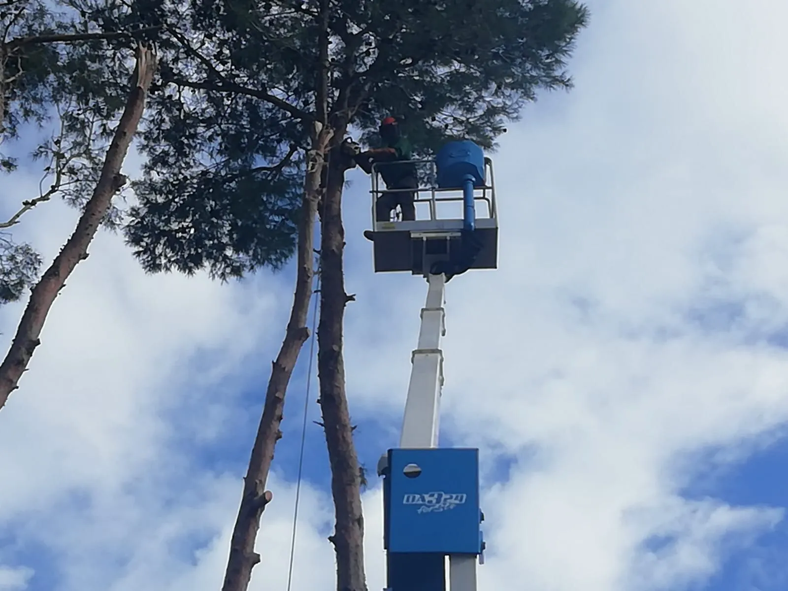 Controlled felling of pine trees, photo 1
