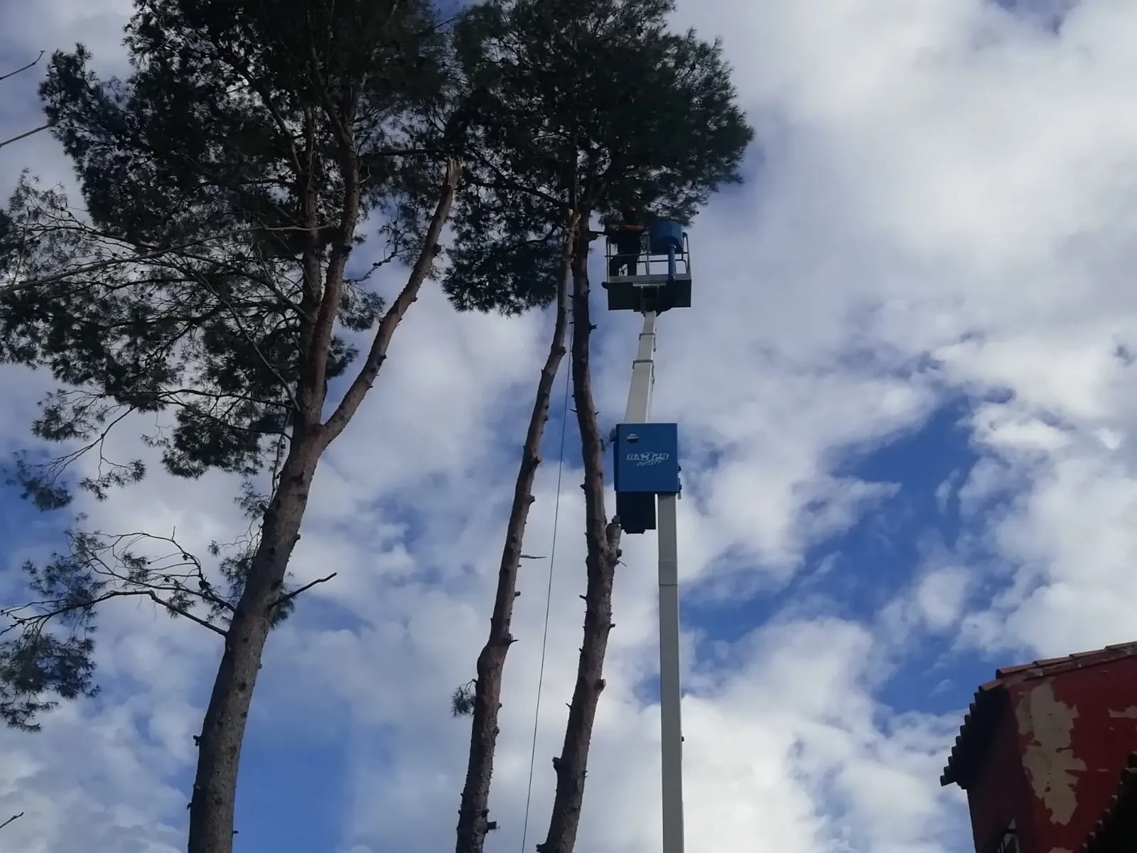 Controlled felling of pine trees, photo 2