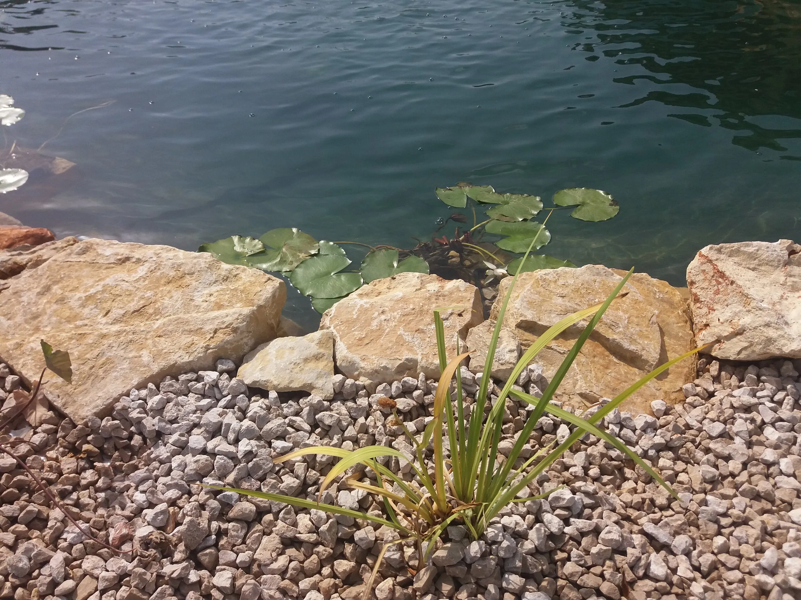 Natural pool in a hillside garden, photo 2