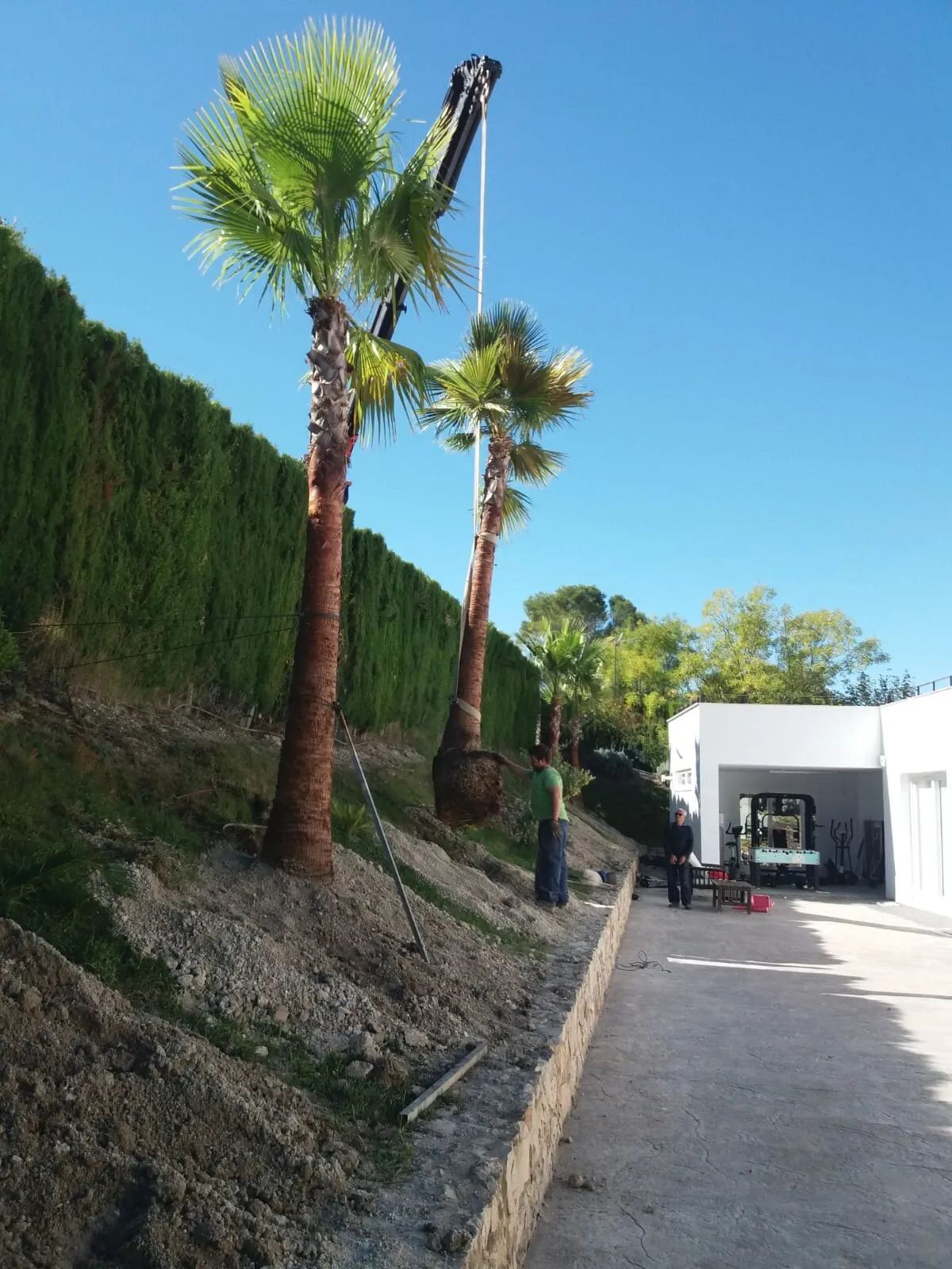Transplanting mature palms and olive trees, photo 2