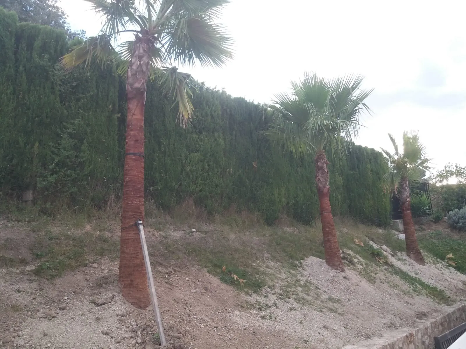 Transplanting mature palms and olive trees, photo 3