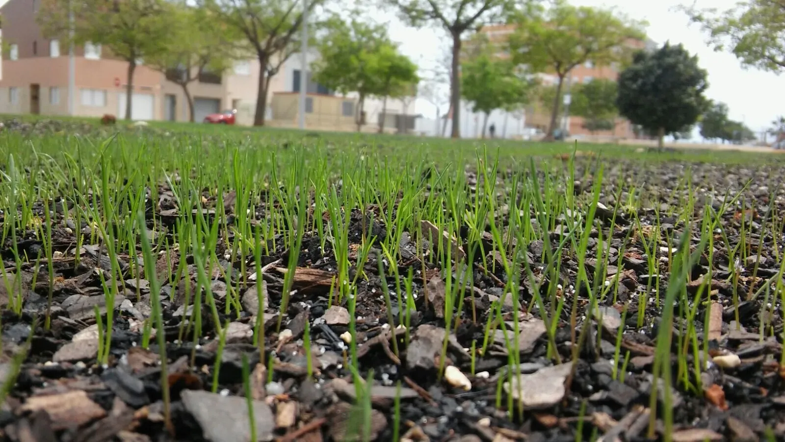 Riego y siembra en una zona verde pública, foto 3