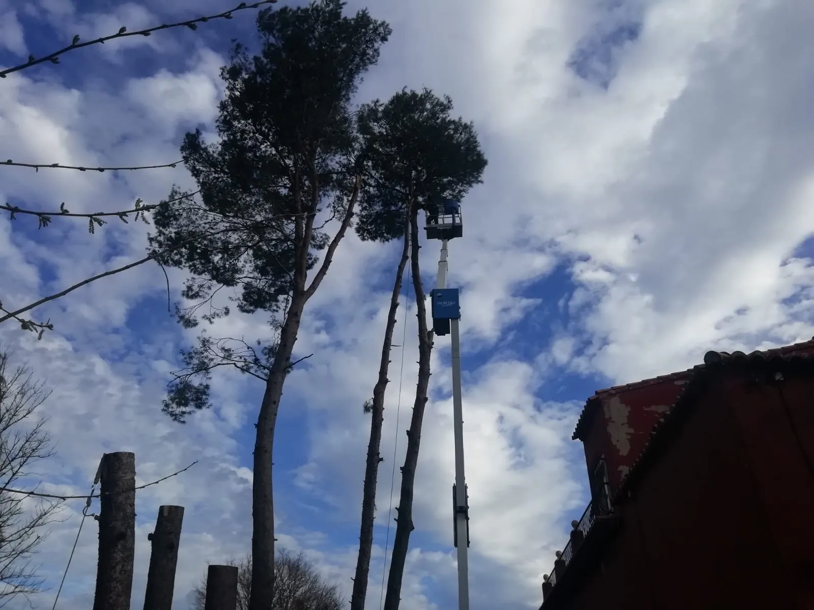 Controlled felling of pine trees, photo 3
