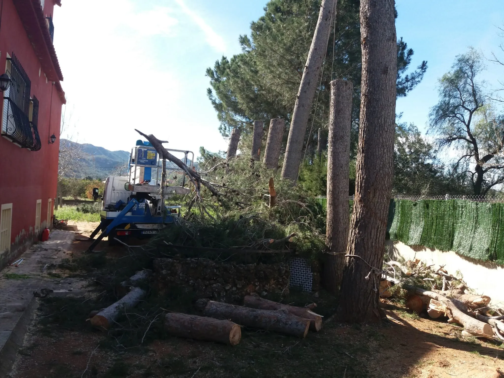 Controlled felling of pine trees, photo 4