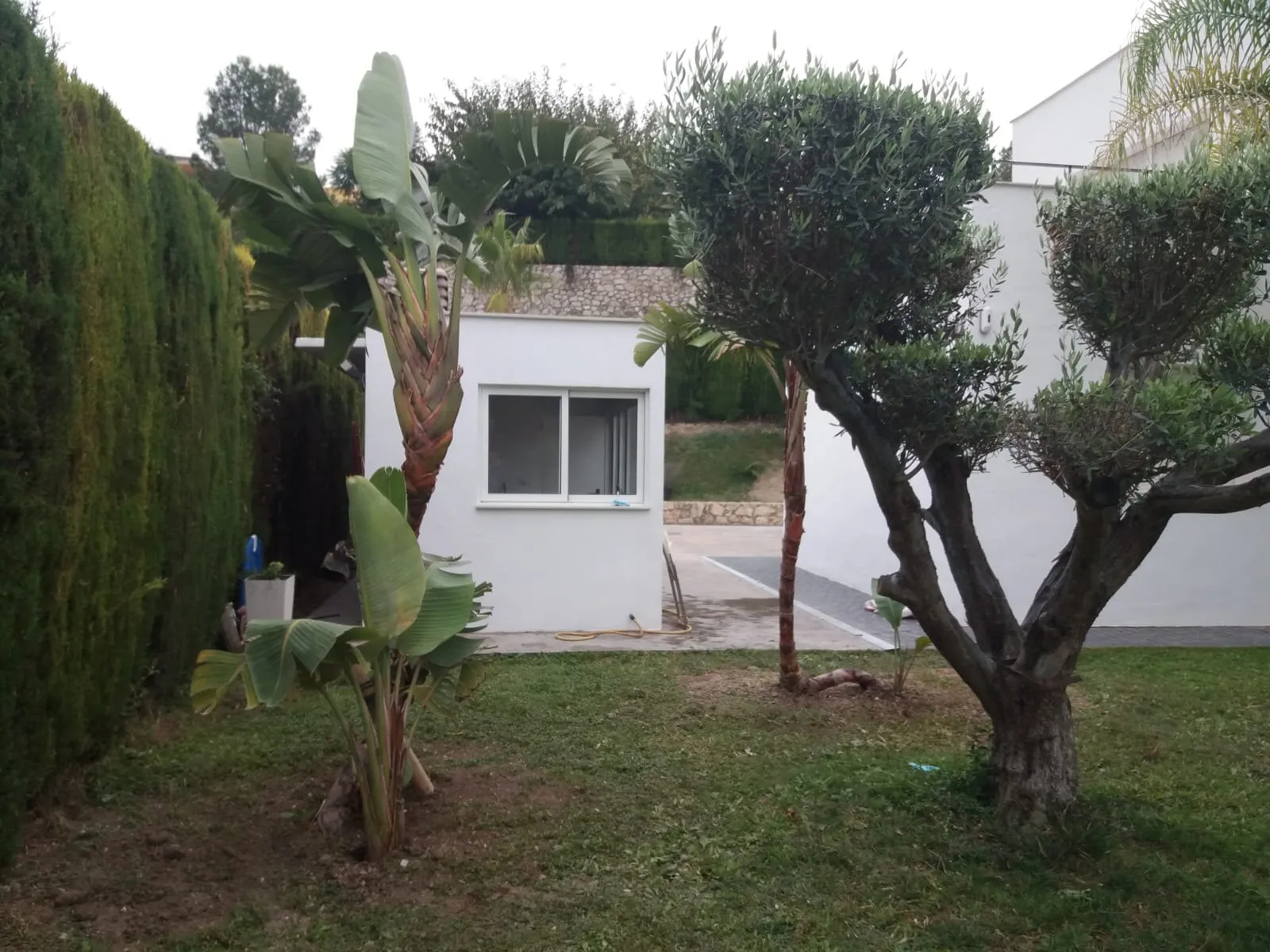 Transplanting mature palms and olive trees, photo 4