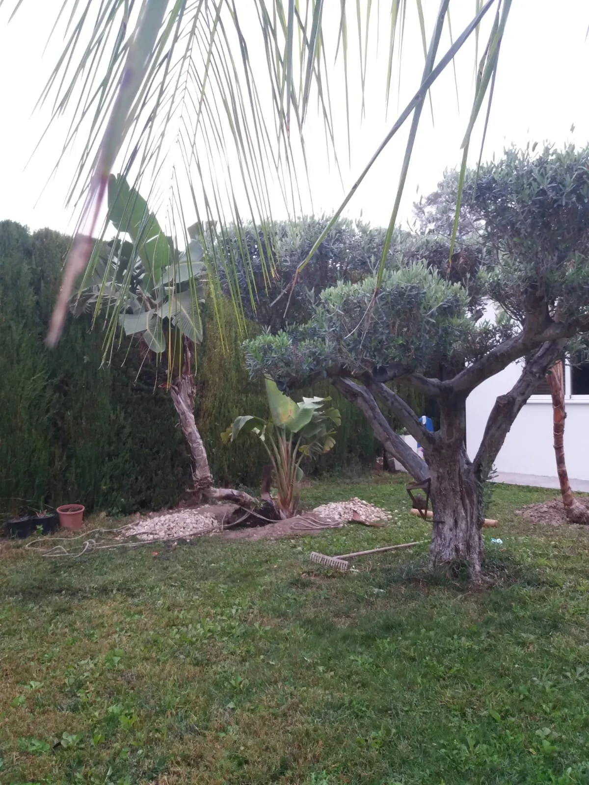 Transplanting mature palms and olive trees, photo 5