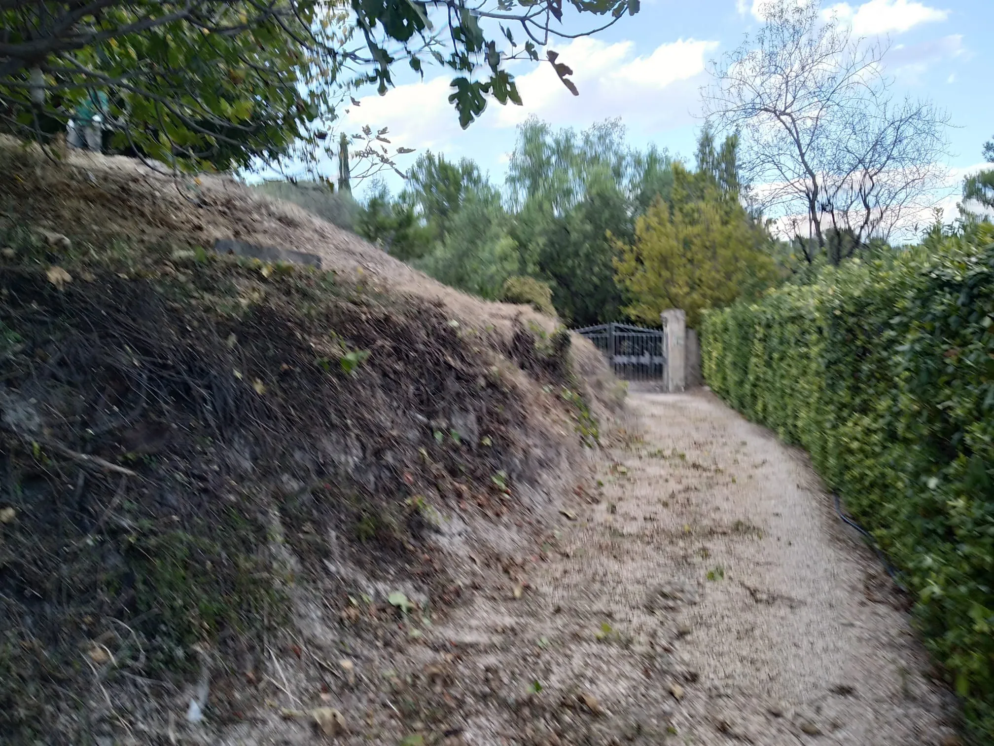 Clearing overgrown plots, photo 4
