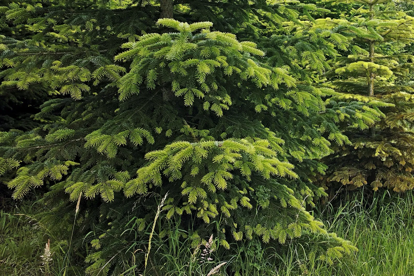 Abeto del Cáucaso joven, con ramas densas de color verde intenso, junto a un camino