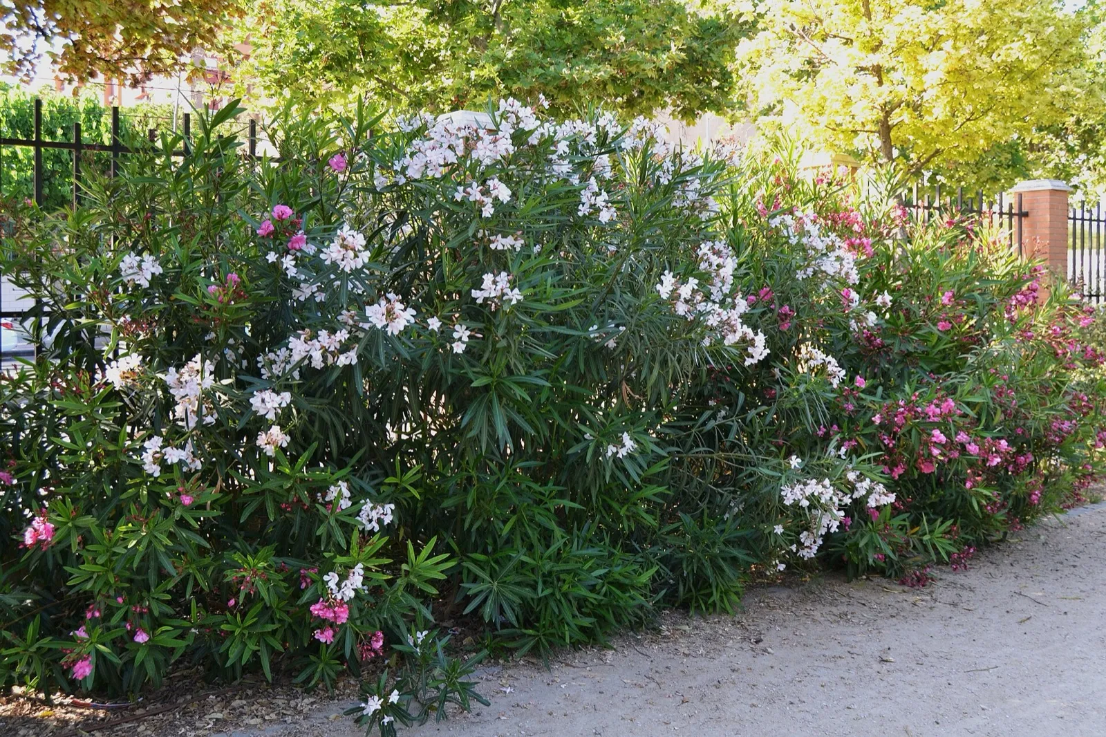 Large oleanders with white and pink flowers beside a path in a park