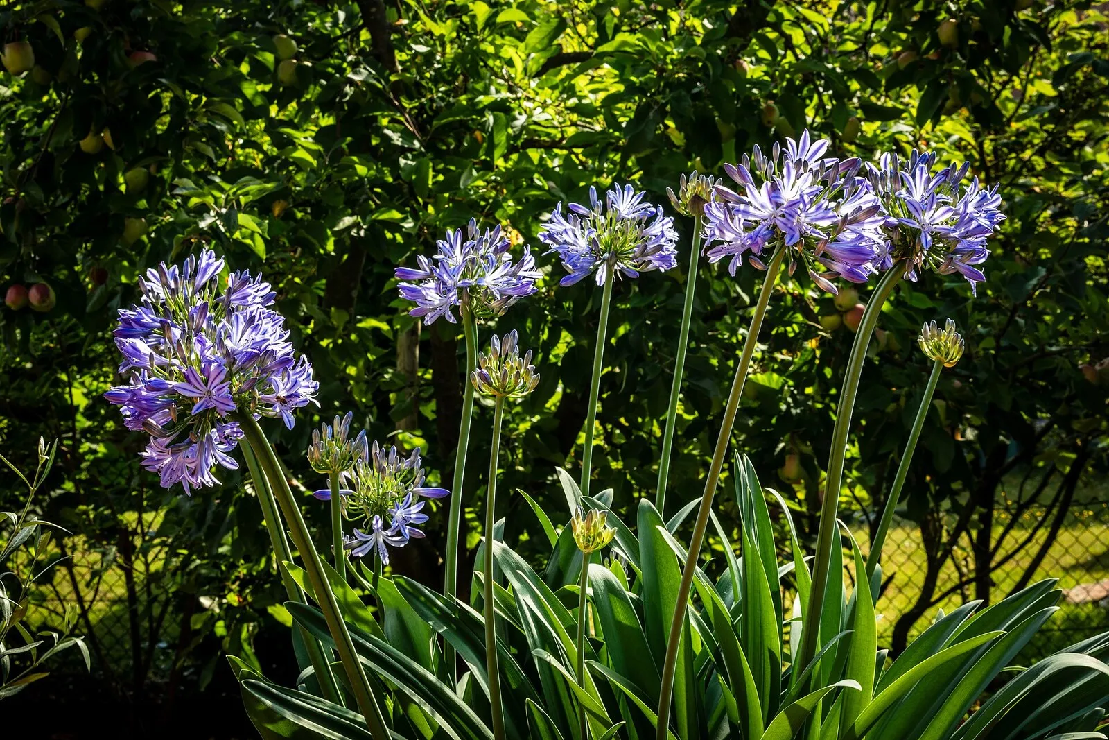 Mata de agapanto en flor, con bolas de flores azul violeta sobre tallos largos y hojas en cinta a sus pies
