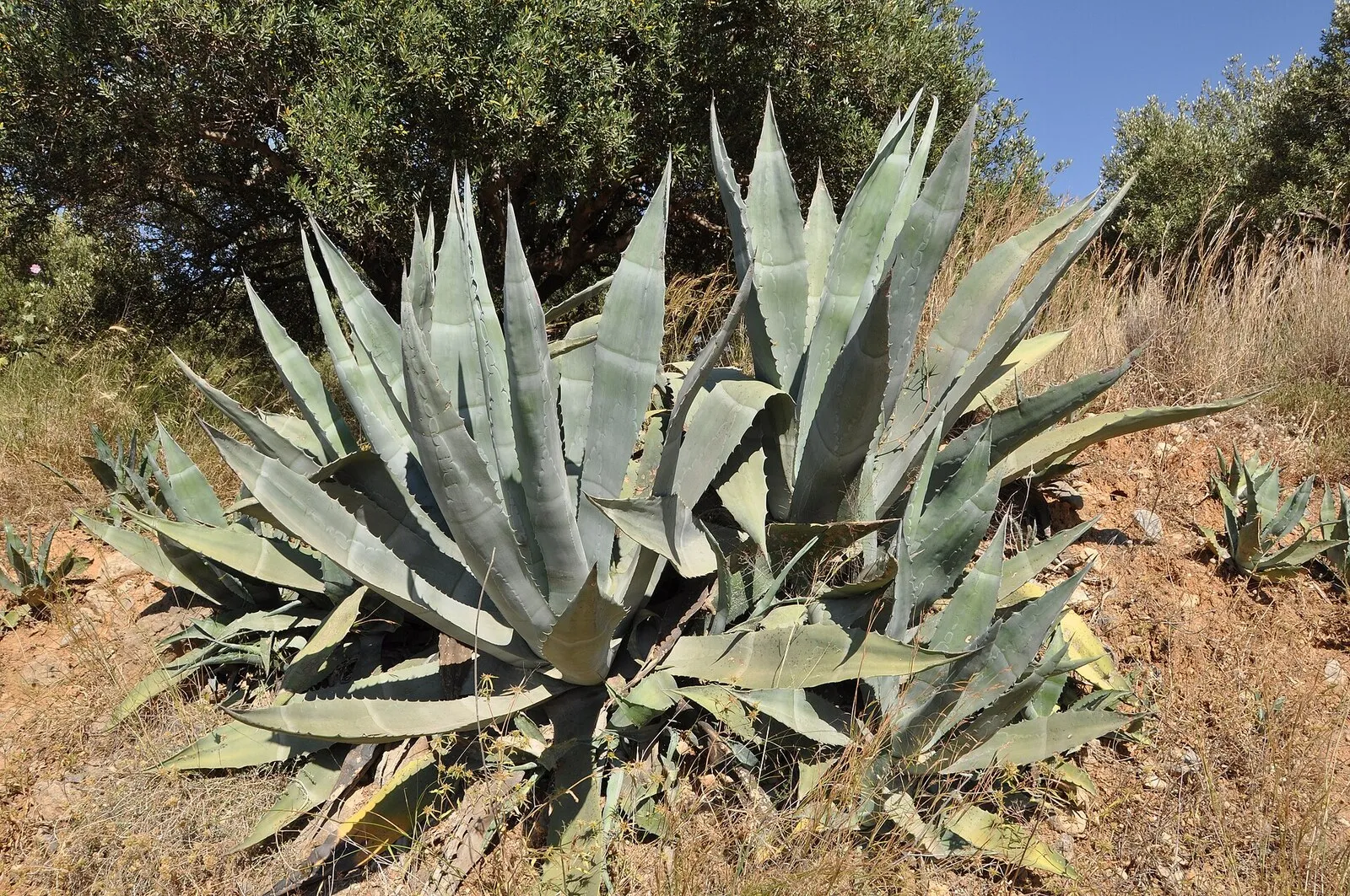 Grandes rosetas de agave de hojas gris azuladas y espinosas en una ladera seca