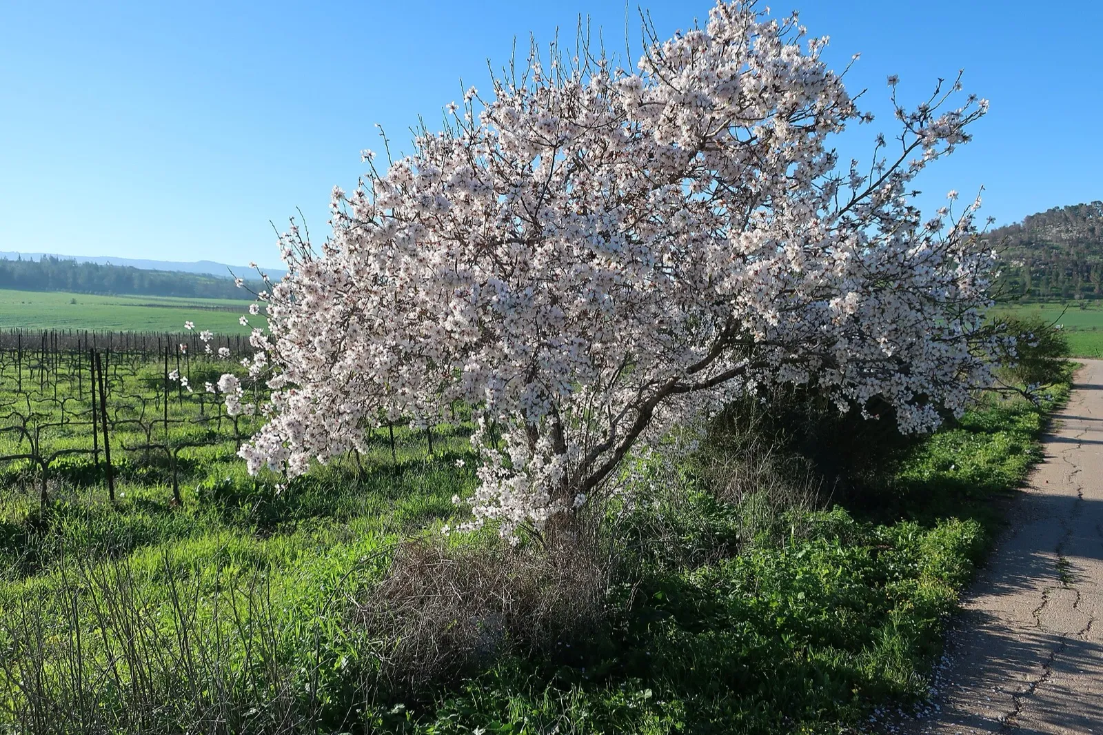 Almendro en plena floración, cubierto de flores blancas y rosadas, junto a un camino en el campo