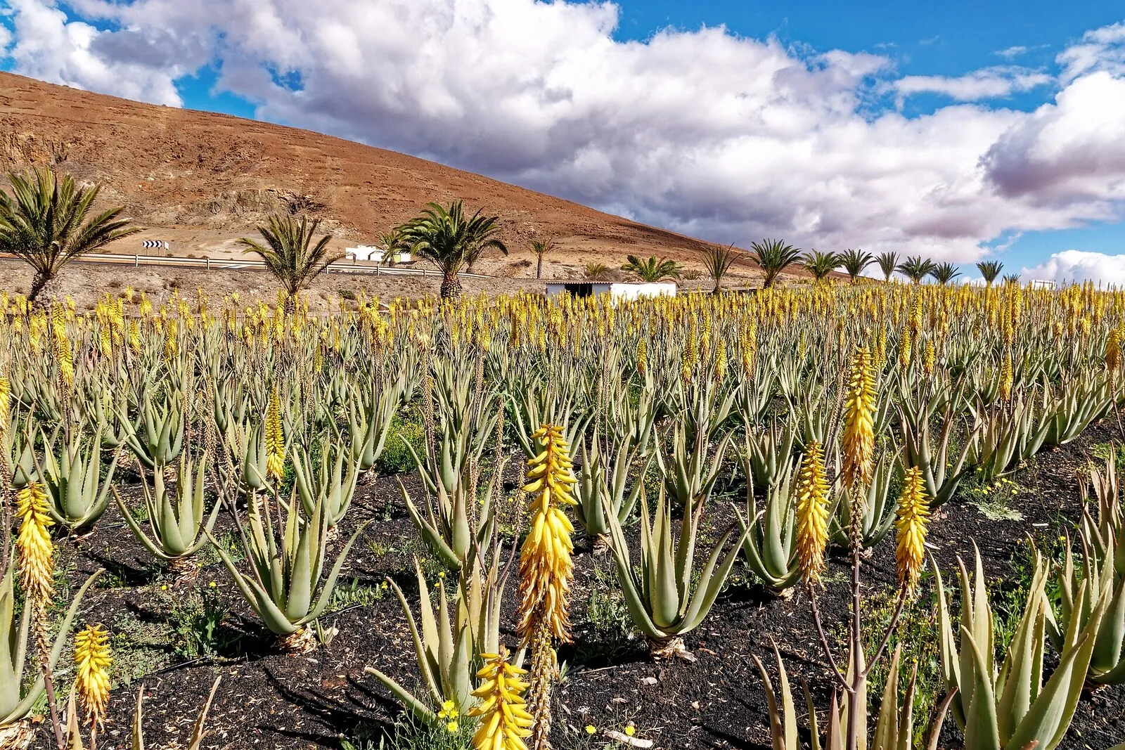 Plantación de aloe vera en Fuerteventura, con muchas varas de flores amarillas sobre las rosetas