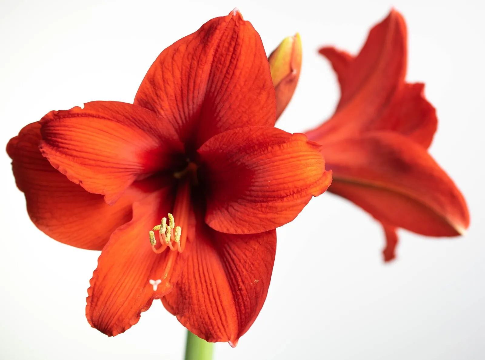 Rote Amaryllisblüte