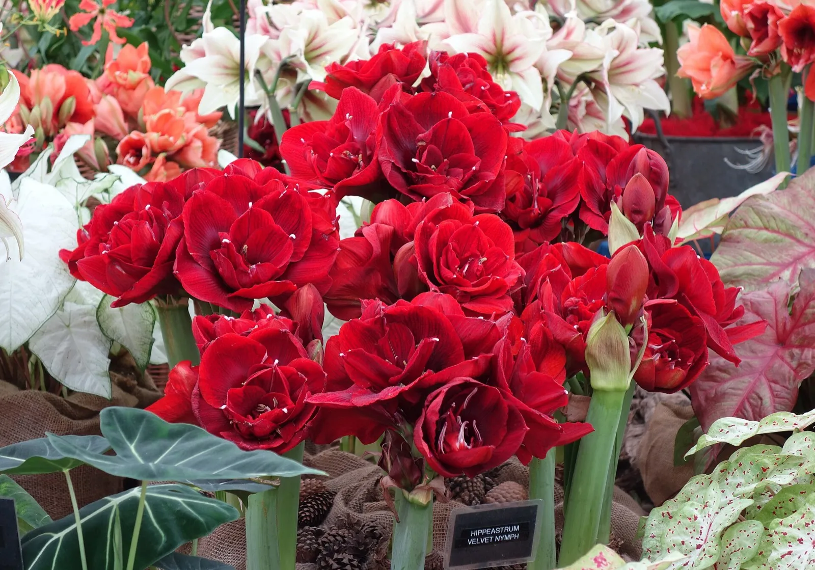 Amaryllis mit roten gefüllten Blüten auf einer Blumenschau, neben weißen und orangefarbenen Amaryllis