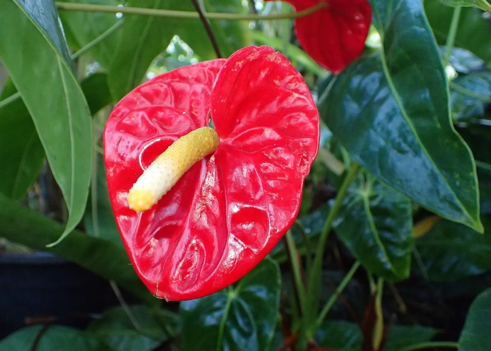 Flor roja y brillante de anturio, con el espádice amarillento, entre hojas verde oscuro