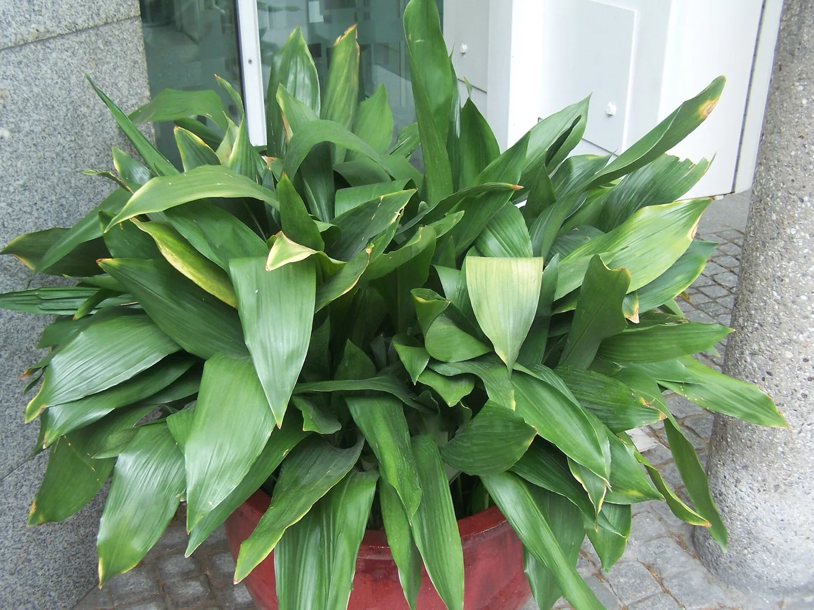 Große Schusterpalme in einem roten Topf mit vielen langen, dunkelgrünen Blättern