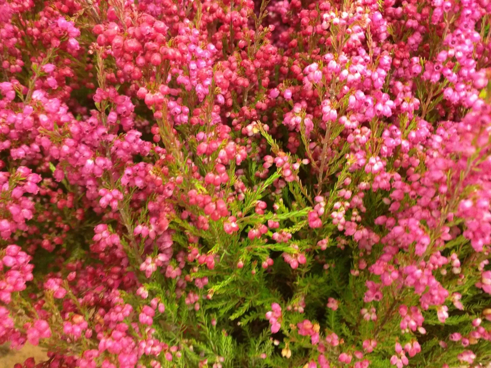 Bruyère en fleur