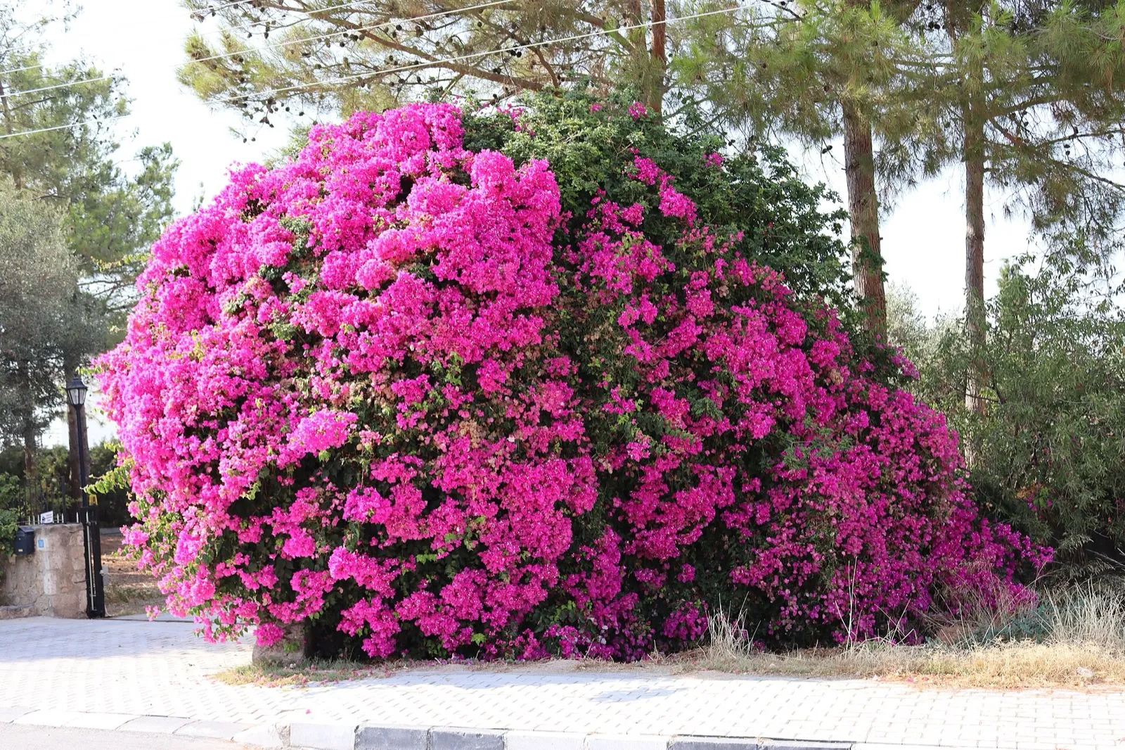 Bougainvillea with fuchsia bracts in full bloom, leaning on a garden wall beside a pavement