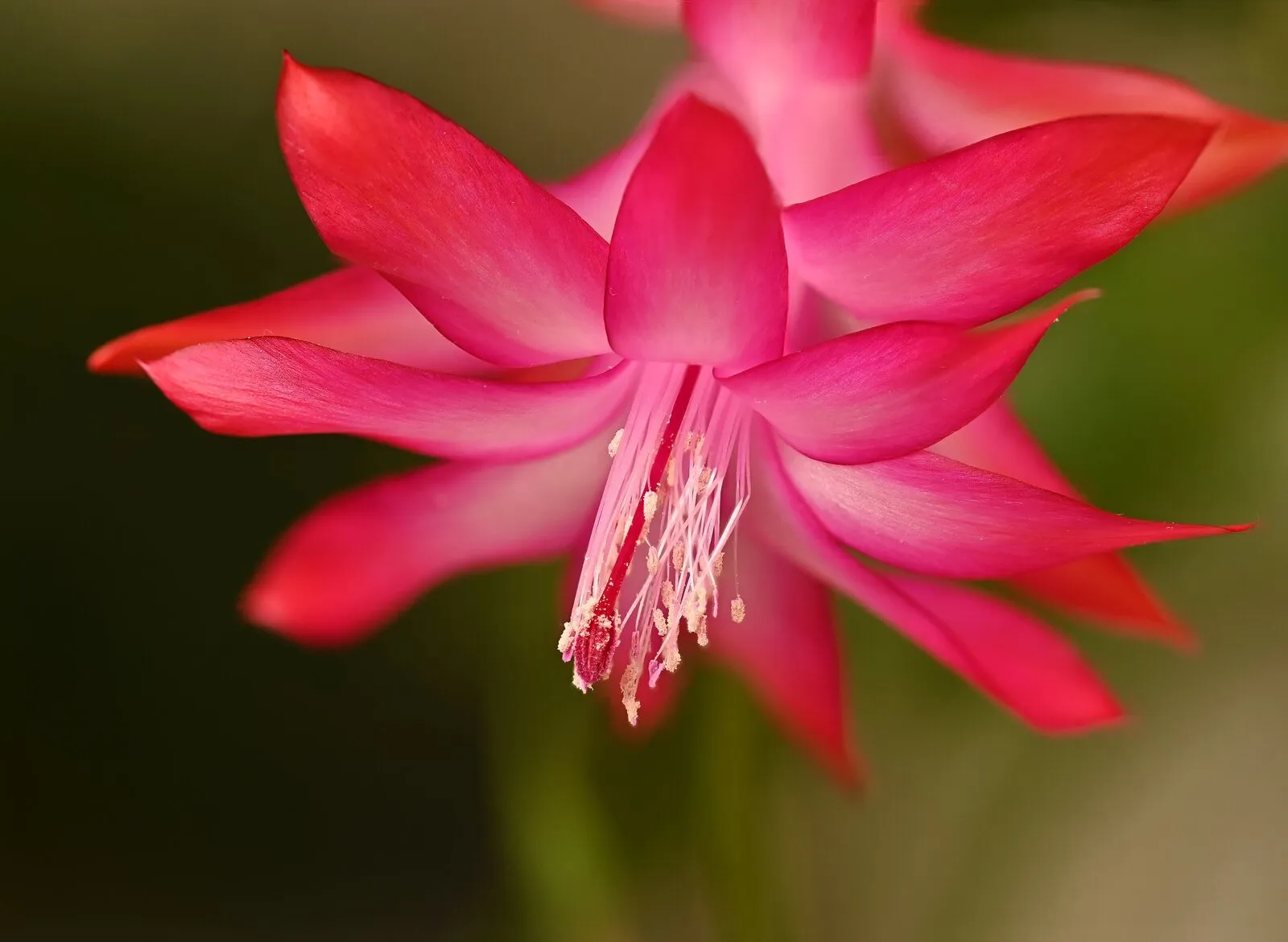 Blüte eines Weihnachtskaktus