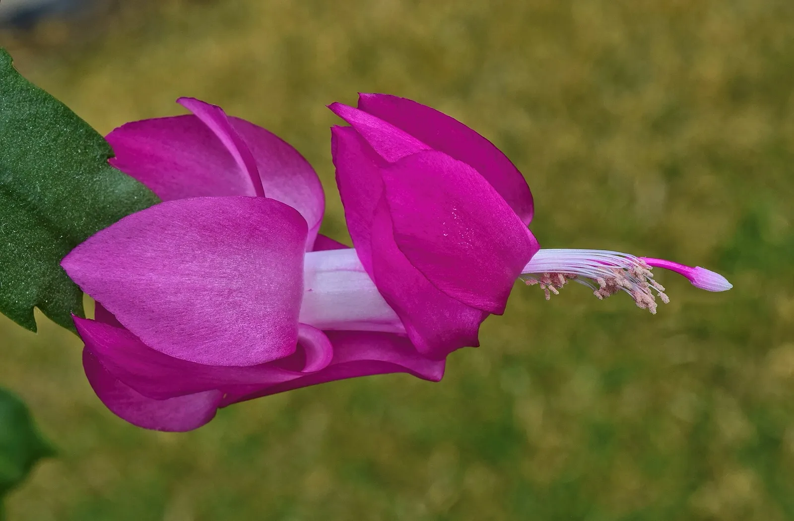 Pinkfarbene Blüte eines Weihnachtskaktus mit langen Blütenblättern und weißen Staubblättern am Ende eines Triebs aus flachen Gliedern