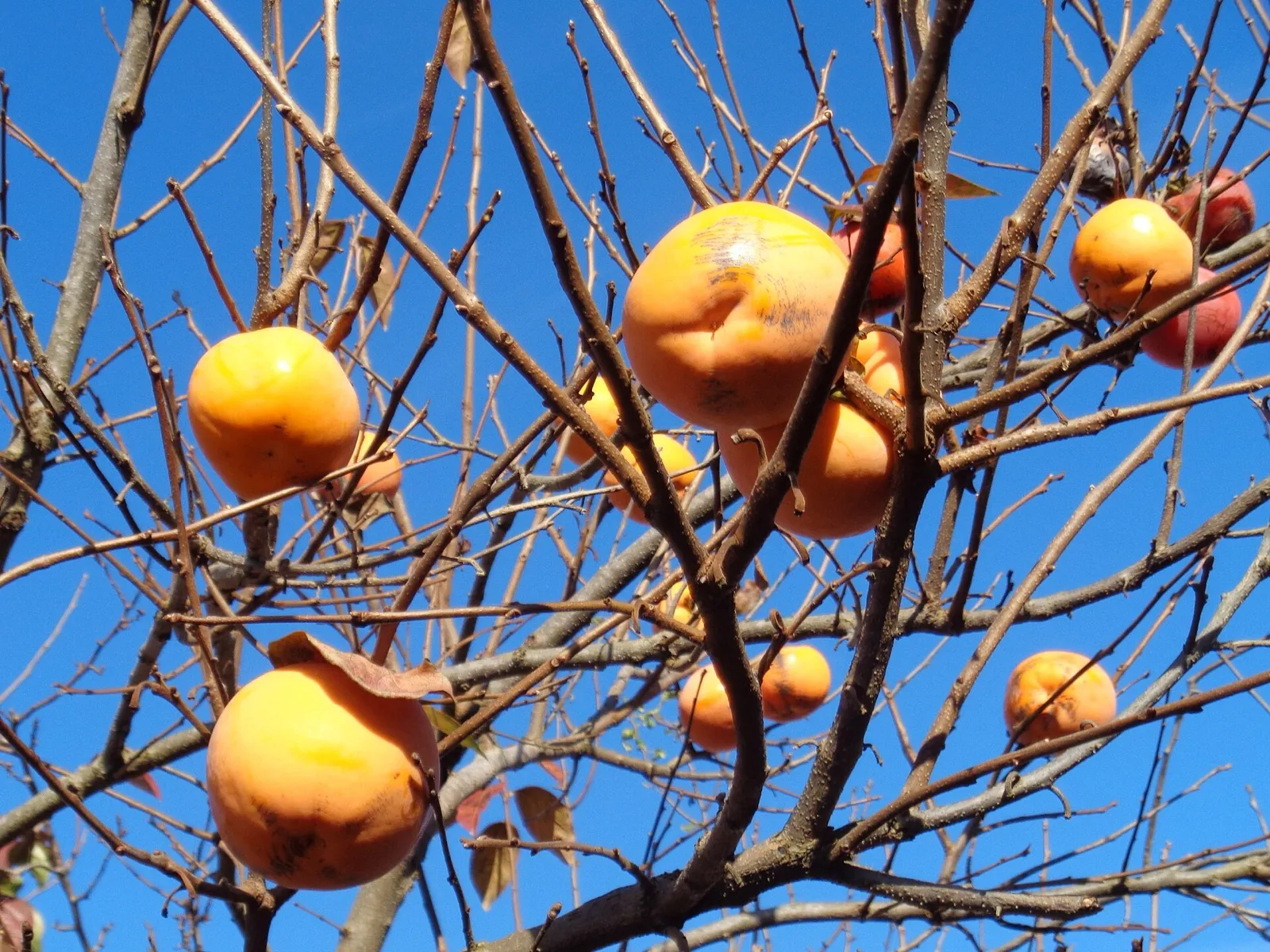 Ramas de caqui ya sin hojas cargadas de frutos maduros de color naranja, con el cielo azul de fondo