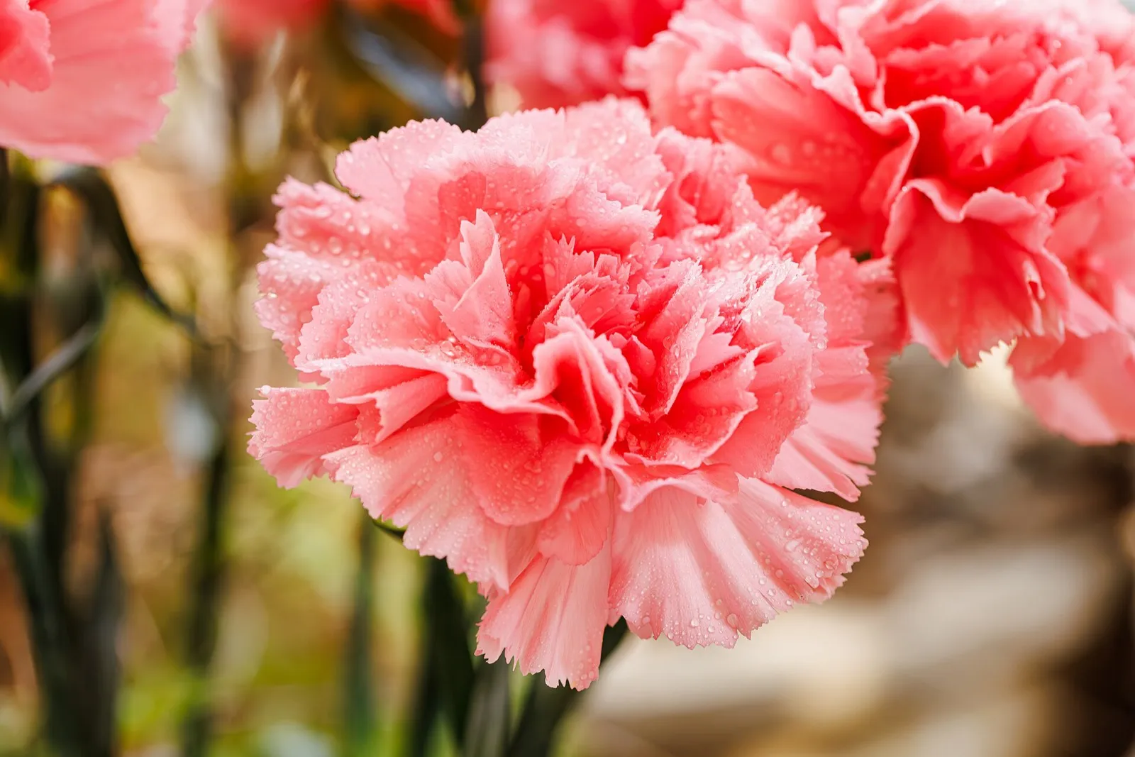 Double salmon-pink carnation flowers with drops of water on the petals