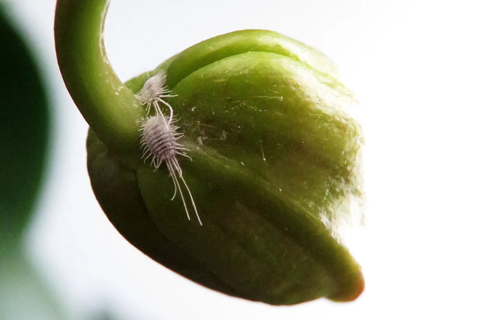 Cochenille farineuse