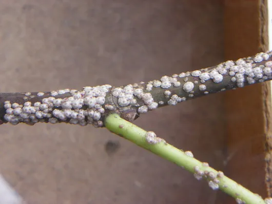 Cotxinilla de la figuera