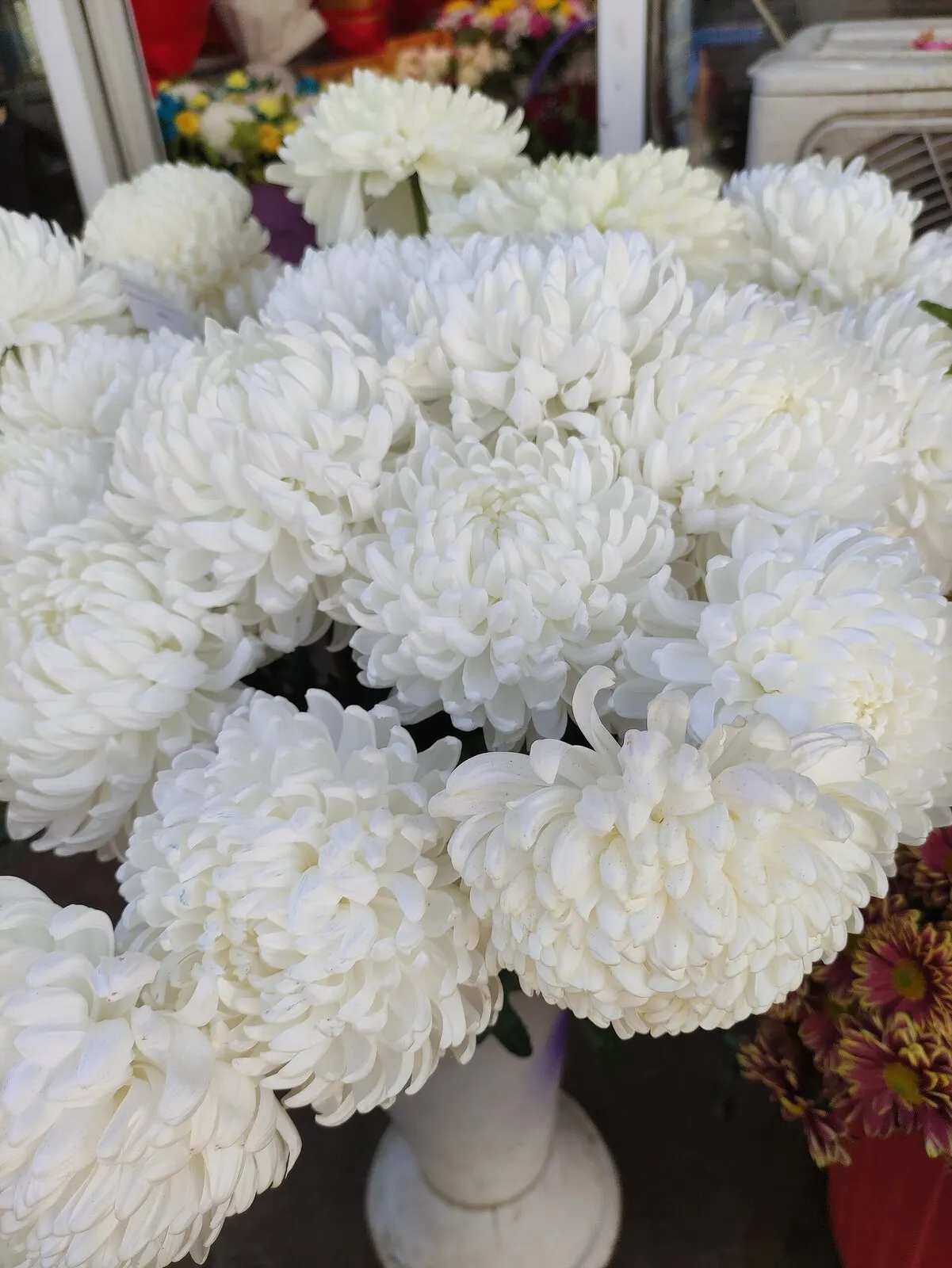 Chrysanthèmes blancs à couper