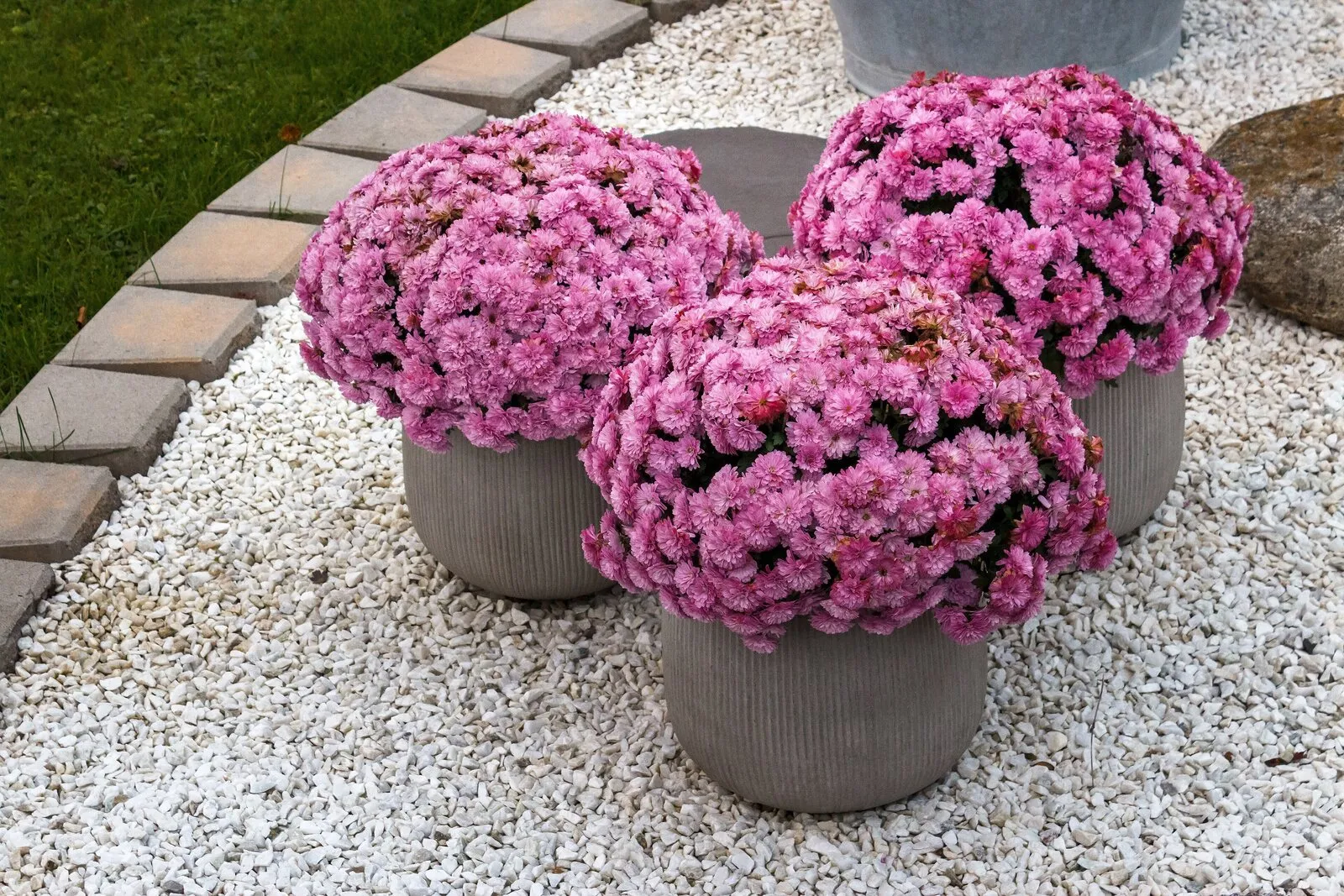 Chrysanthème rose en pot