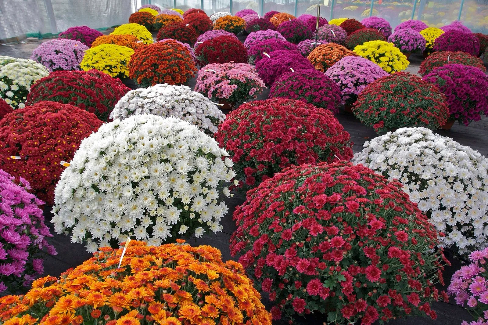 Potted chrysanthemums in many colours, white, burgundy, orange, yellow and pink, in a greenhouse