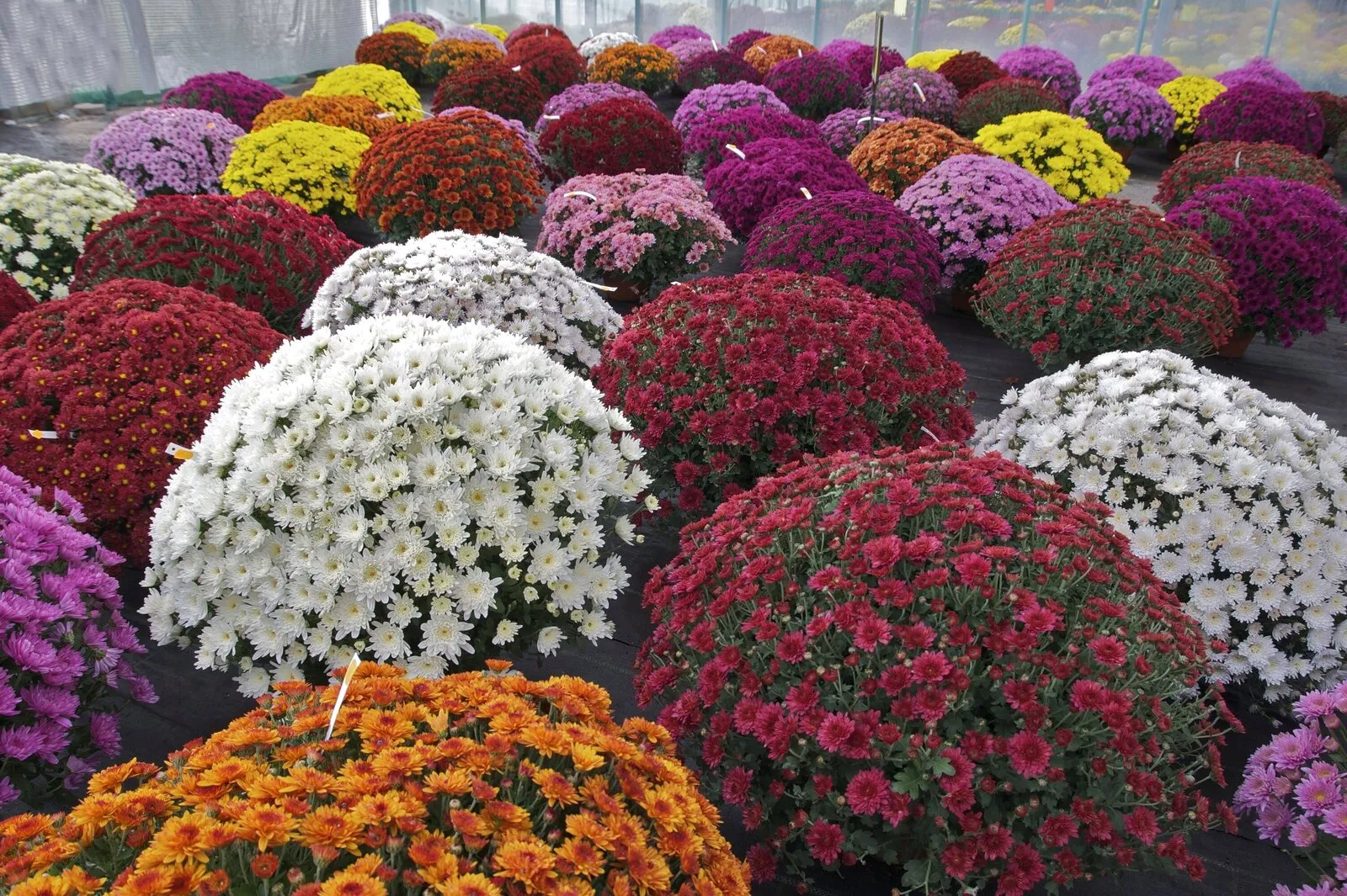 Chrysanthemen im Topf in verschiedenen Farben