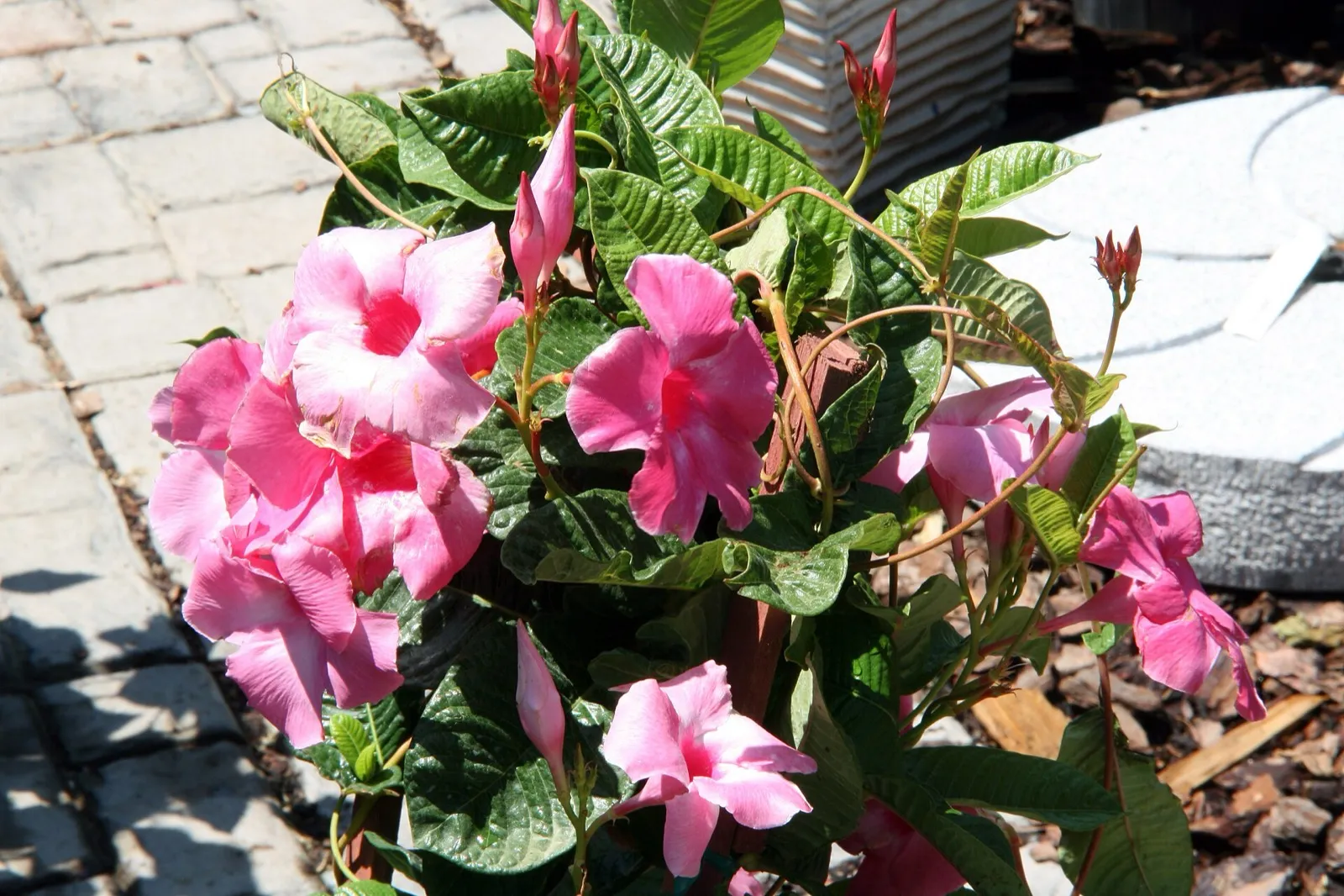 Blühende Dipladenie mit rosa, trompetenförmigen Blüten und glänzend grünen Blättern
