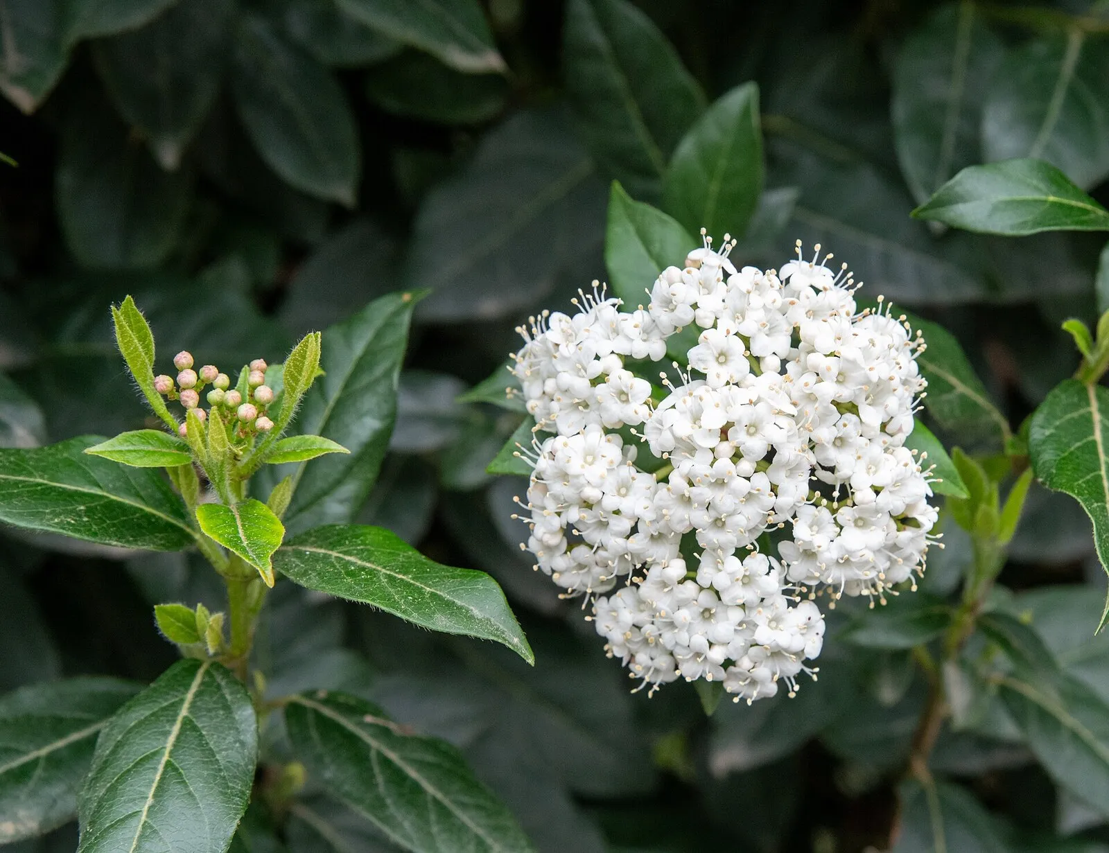 Ramillete de flores blancas de durillo entre hojas verde oscuro parecidas a las del laurel
