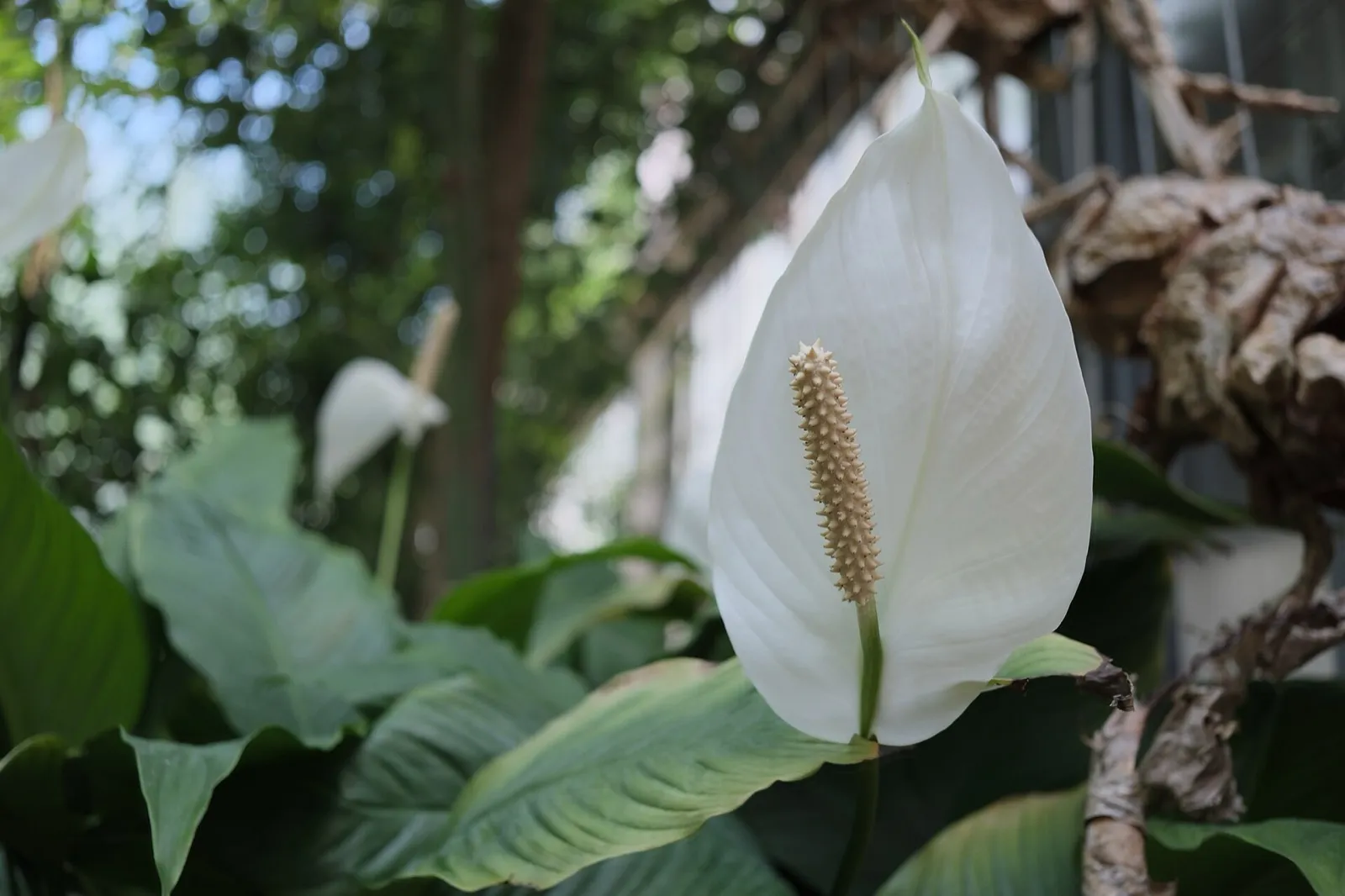 Flor blanca de espatifilo, con su espádice de color crema, entre hojas grandes en un invernadero