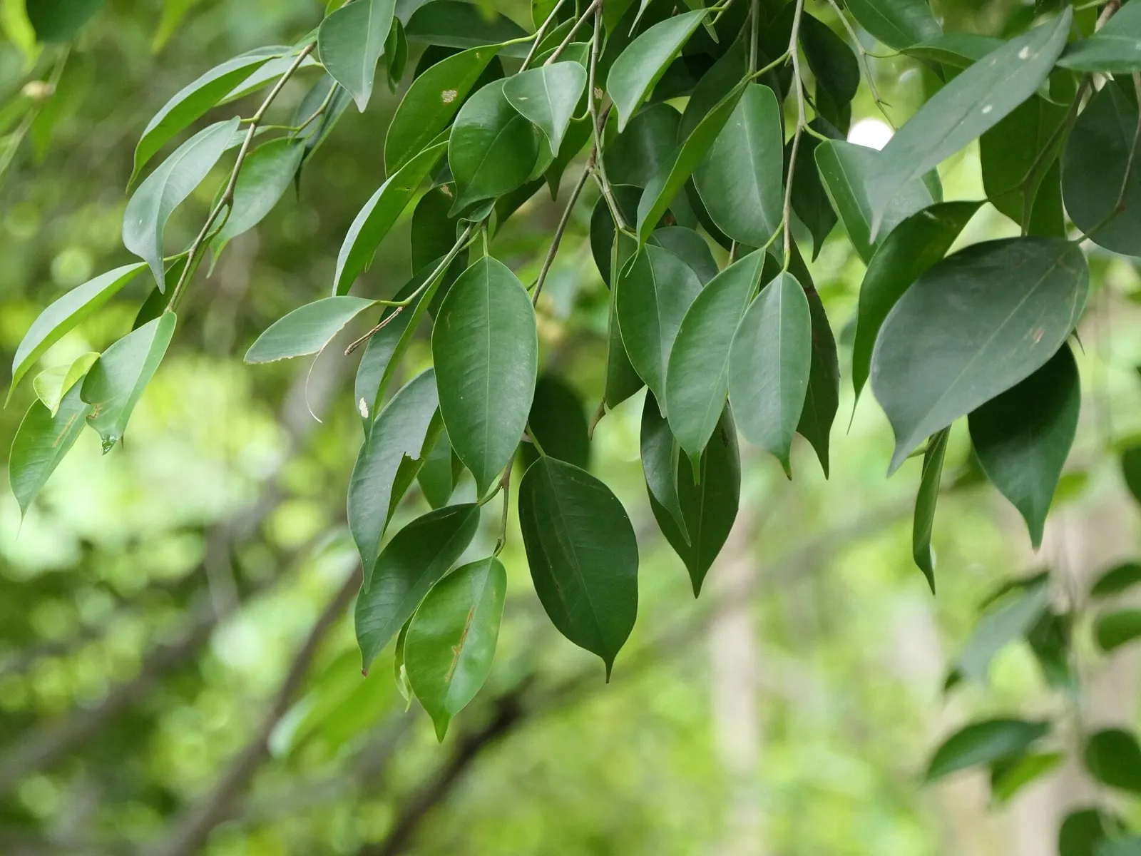 Ramas colgantes de ficus benjamina con hojas verdes y brillantes