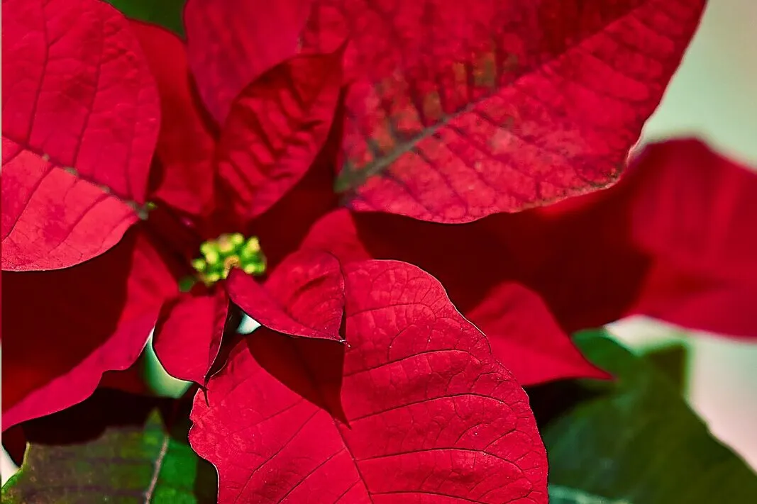 Roter Weihnachtsstern