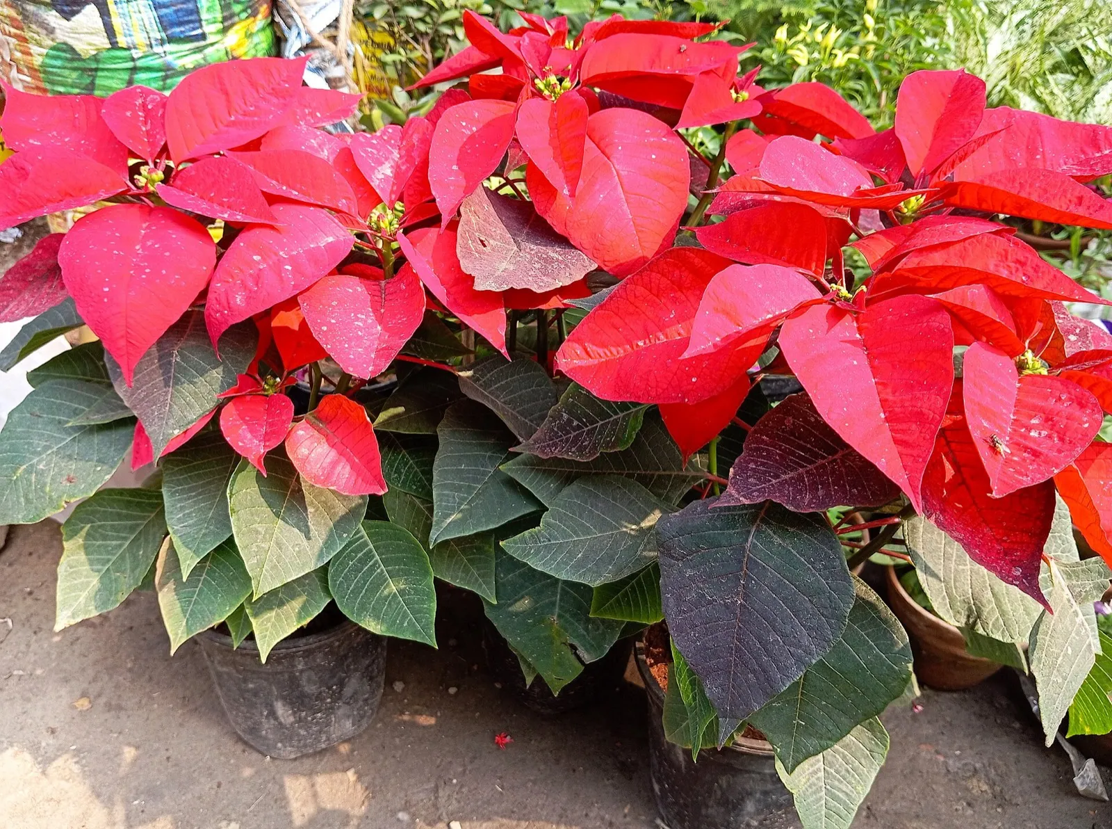 Rote Weihnachtssterne im Topf, mit roten Hochblättern über grünen Blättern