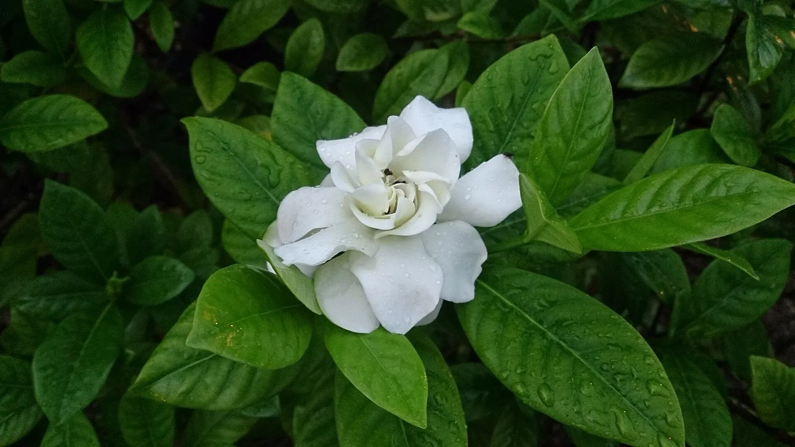 Offene weiße Gardenienblüte zwischen glänzend grünen Blättern