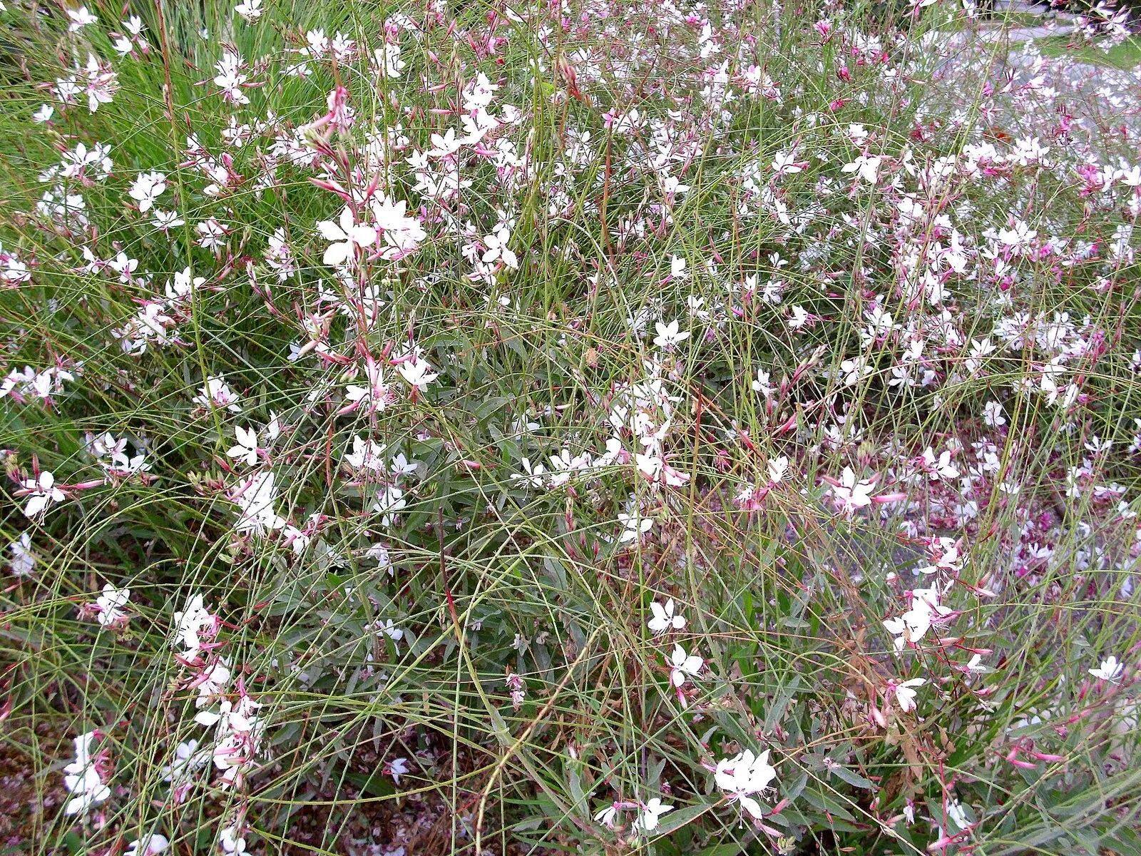 Macizo de gaura en flor, con muchas flores blancas y rosadas sobre tallos finos