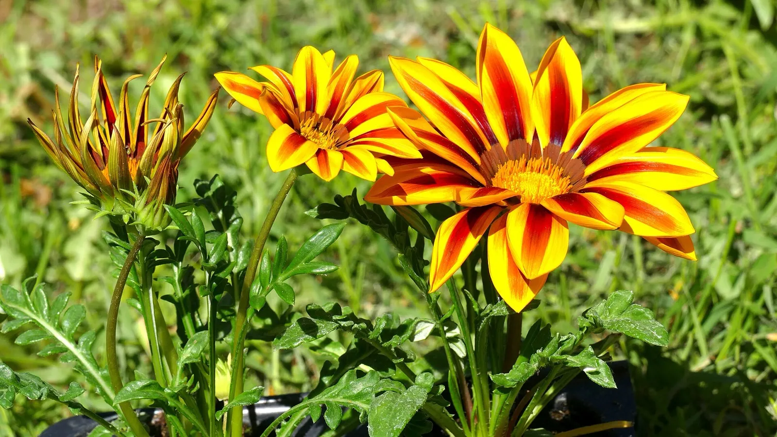 Orangefarbene Gazanienblüten mit roten Streifen und eine geschlossene Knospe über geschlitzten Blättern