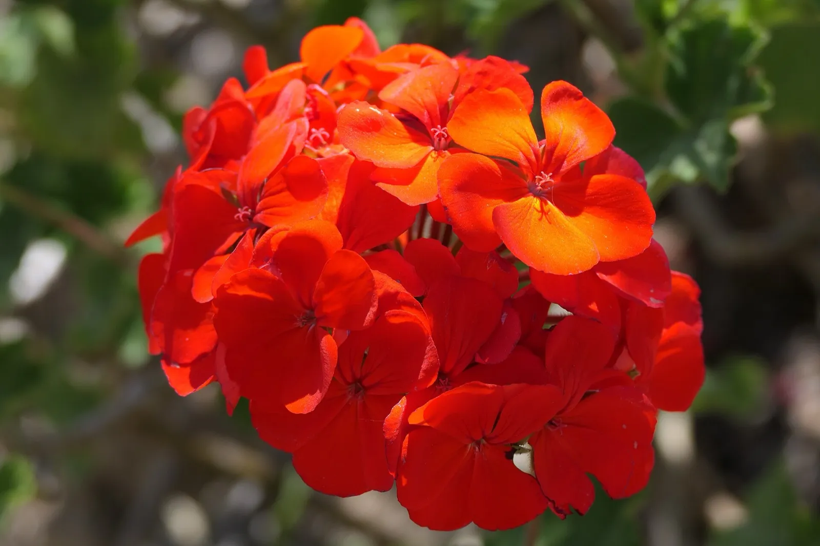 Cluster of red and orange zonal geranium flowers above its rounded leaves