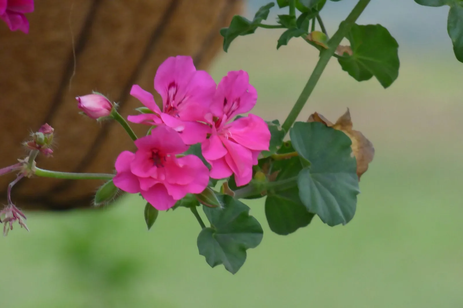 Rosa gefüllte Blüten einer Hängegeranie, die aus einem Topf hängen, mit ihren efeuähnlichen Blättern