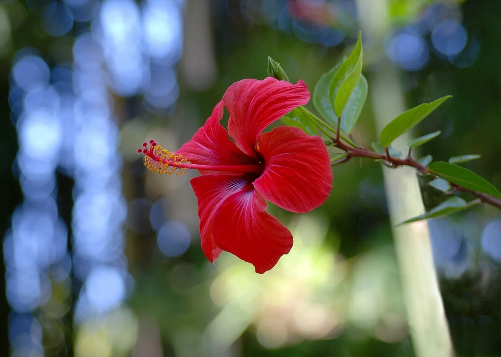 Red hibiscus flower with its long yellow stamen, at the end of a branch with green leaves