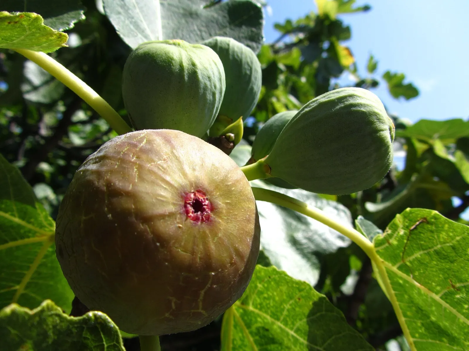 Figa madura, verda amb tons morats, penjant d'una branca entre figues més xicotetes i grans fulles lobulades