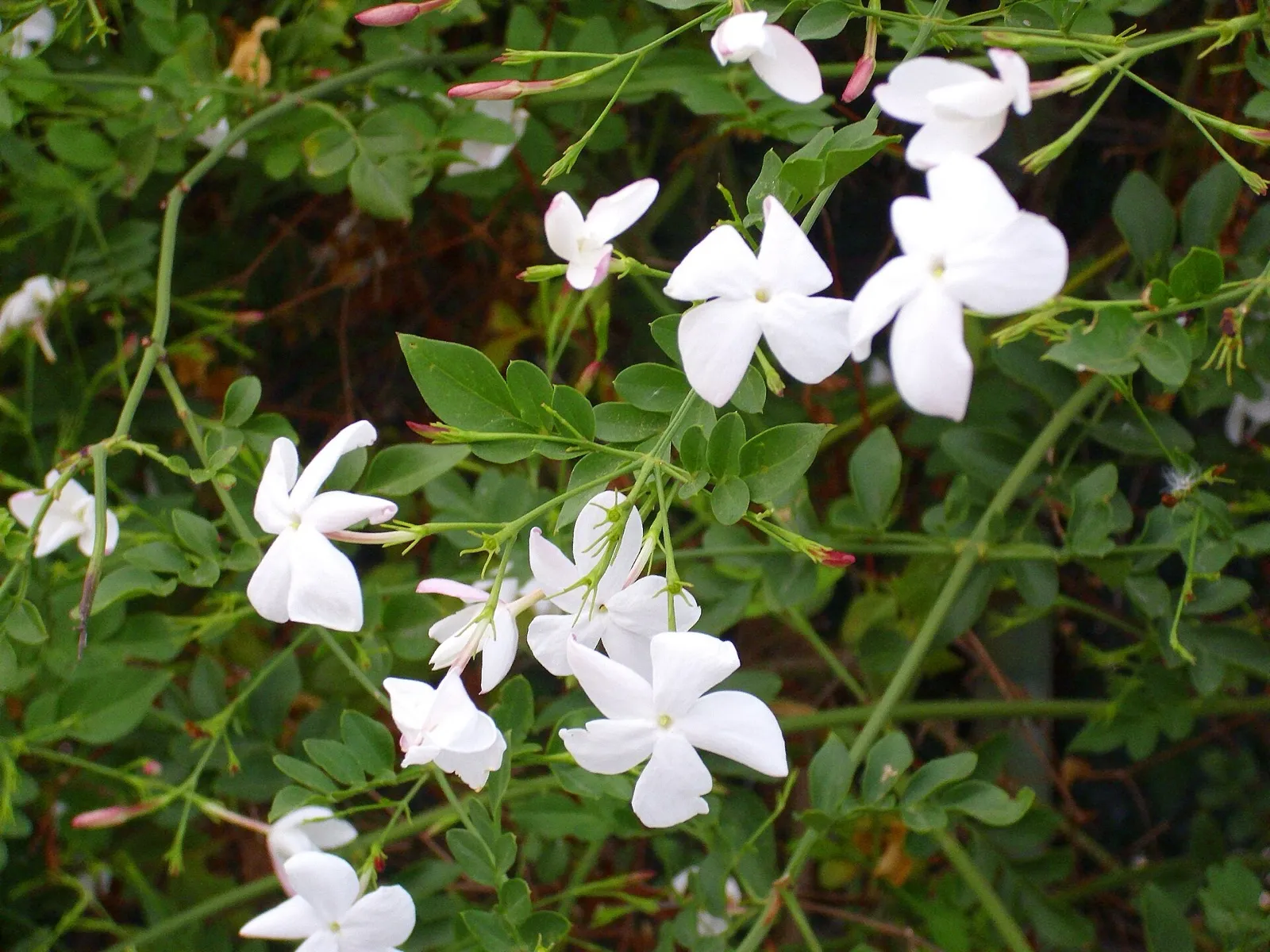 Ramas de jazmín con flores blancas de cinco pétalos y capullos rosados entre hojas compuestas