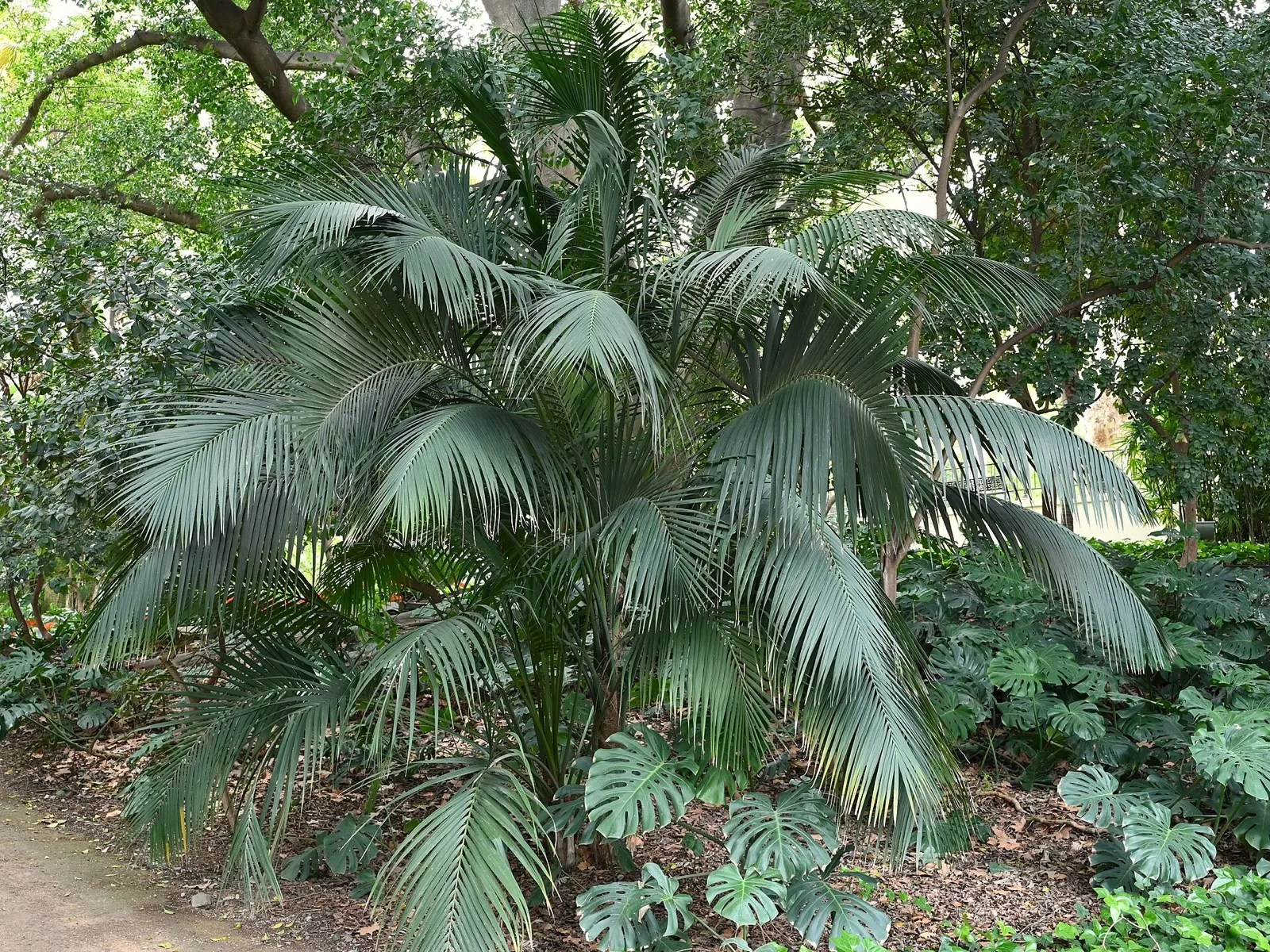Kentia con hojas largas y arqueadas en un jardín botánico, a la sombra de otros árboles