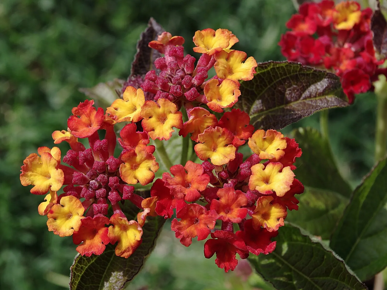Blütenstand eines Wandelröschens mit gelben, orangefarbenen und roten Blüten und rosa Knospen in der Mitte